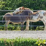 Ballyteige *